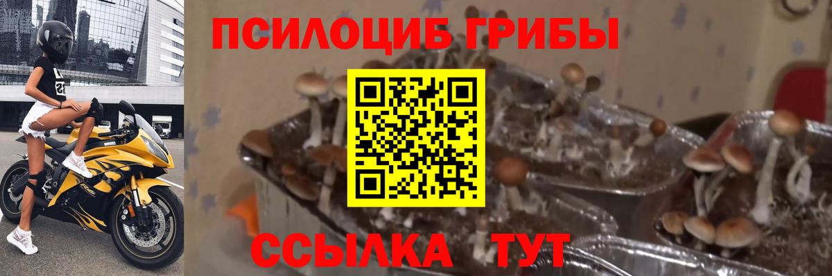 Галлюциногенные грибы прущие грибы Калининград